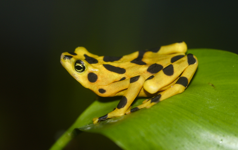 Atelopus zeteki1 - Panamanian golden frog (Atelopus zeteki).jpg