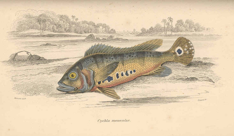 FMIB 38367 Cychla monoculus - Cichla monoculus (tucanare peacock bass).jpeg