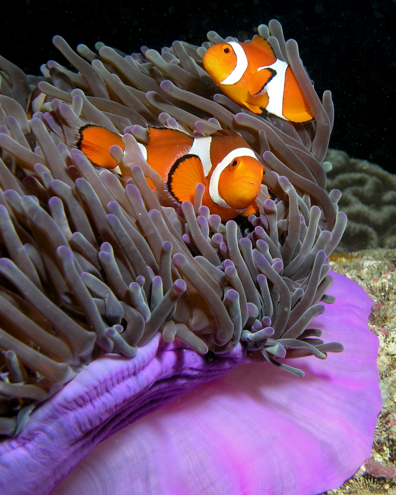Anemone purple anemonefish - ocellaris clownfish (Amphiprion ocellaris).jpg