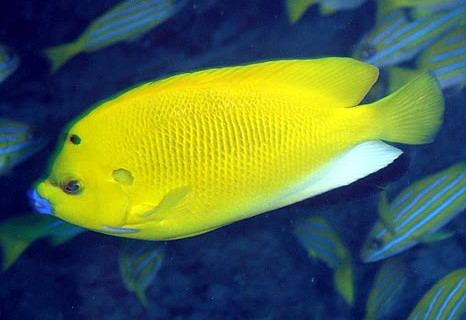 Apolemichthys trimaculatus - Apolemichthys trimaculatus, threespot angelfish.JPG