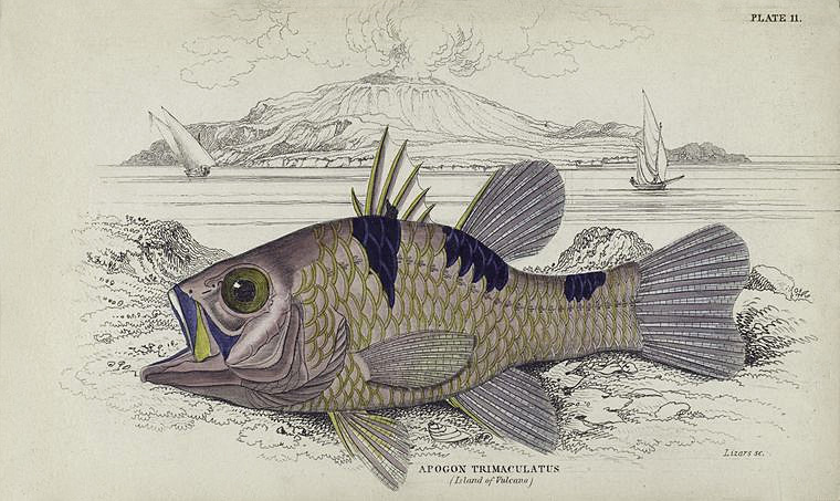 Vulcano-Apogon trimaculatus - Pristicon trimaculatus, Three-spot cardinalfish.jpg