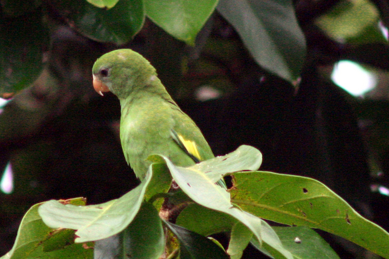Brotogeris versicolurus -Leticia -Colombia-6 - white-winged parakeet (Brotogeris versicolurus).jpg