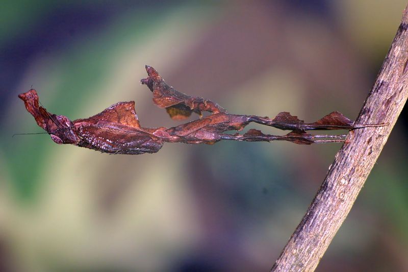 Phyllocrania Paradoxa Subadult - ghost mantis (Phyllocrania paradoxa).JPG