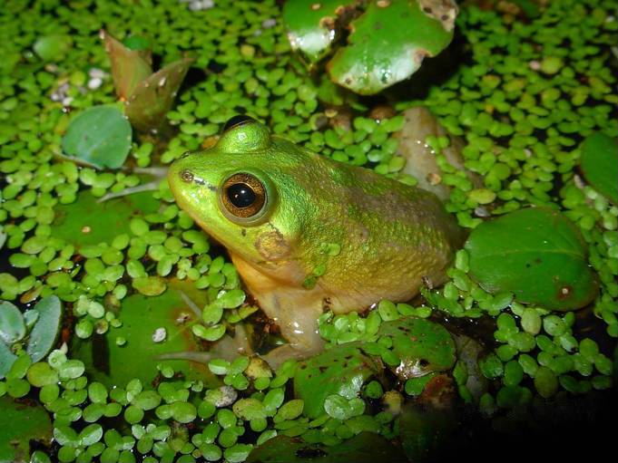 Pseudis paradoxa01a - paradoxical frog, shrinking frog (Pseudis paradoxa).jpg