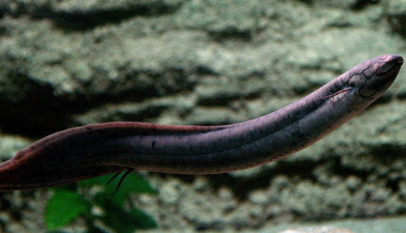 Lepidosiren paradoxa 0 - South American lungfish (Lepidosiren paradoxa).jpg
