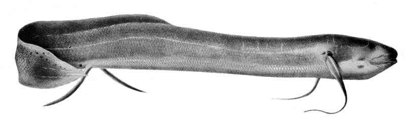Protopterus dolloi Boulenger2 - spotted African lungfish, slender lungfish (Protopterus dolloi).jpg