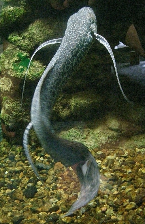 Marbled lungfish 1 - marbled lungfish (Protopterus aethiopicus).jpg