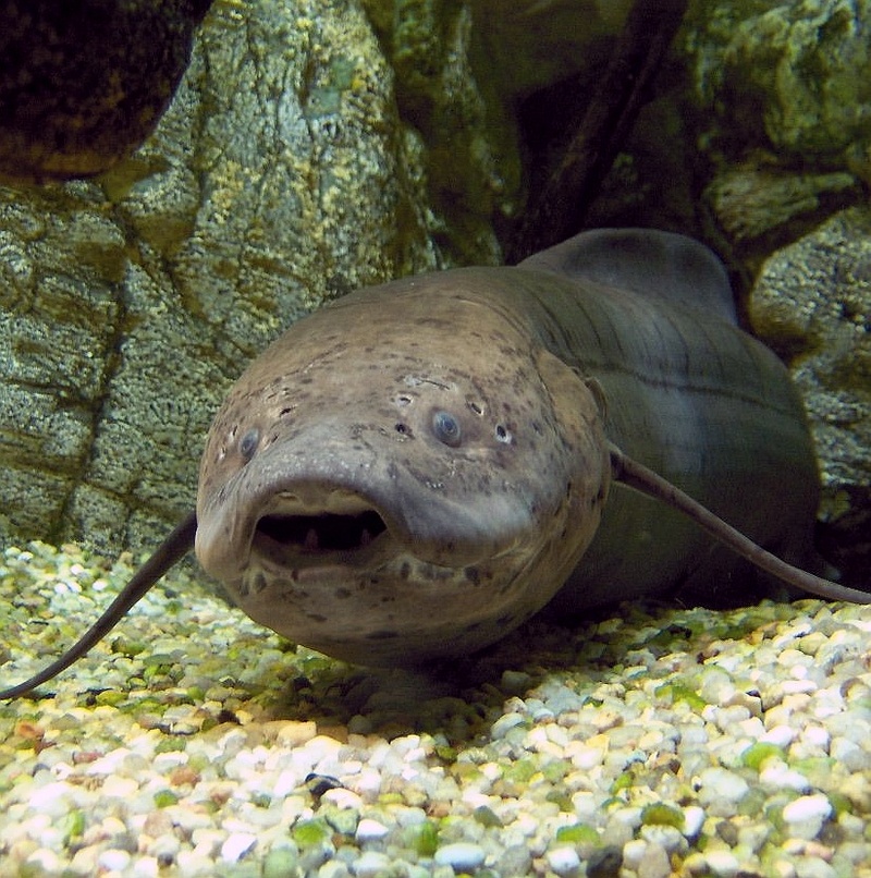 Gőtehal-2 - West African lungfish (Protopterus annectens).jpg