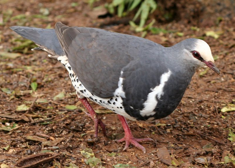 Wonga Pigeon - wonga pigeon (Leucosarcia melanoleuca).jpg