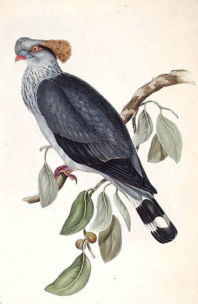 Lopholaimus antarcticus lithograph - topknot pigeon (Lopholaimus antarcticus).jpg
