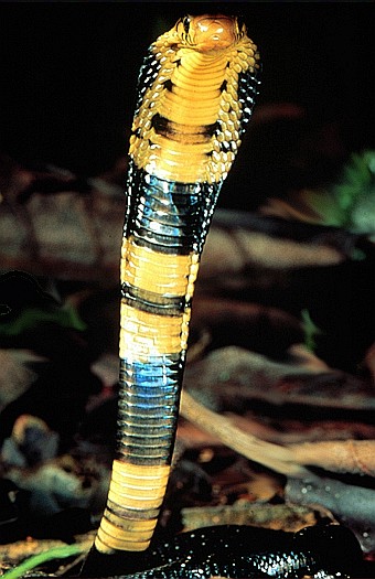 Forest cobra (Naja melanoleuca), Kakamega Forest, Kenya - forest cobra (Naja melanoleuca).jpg
