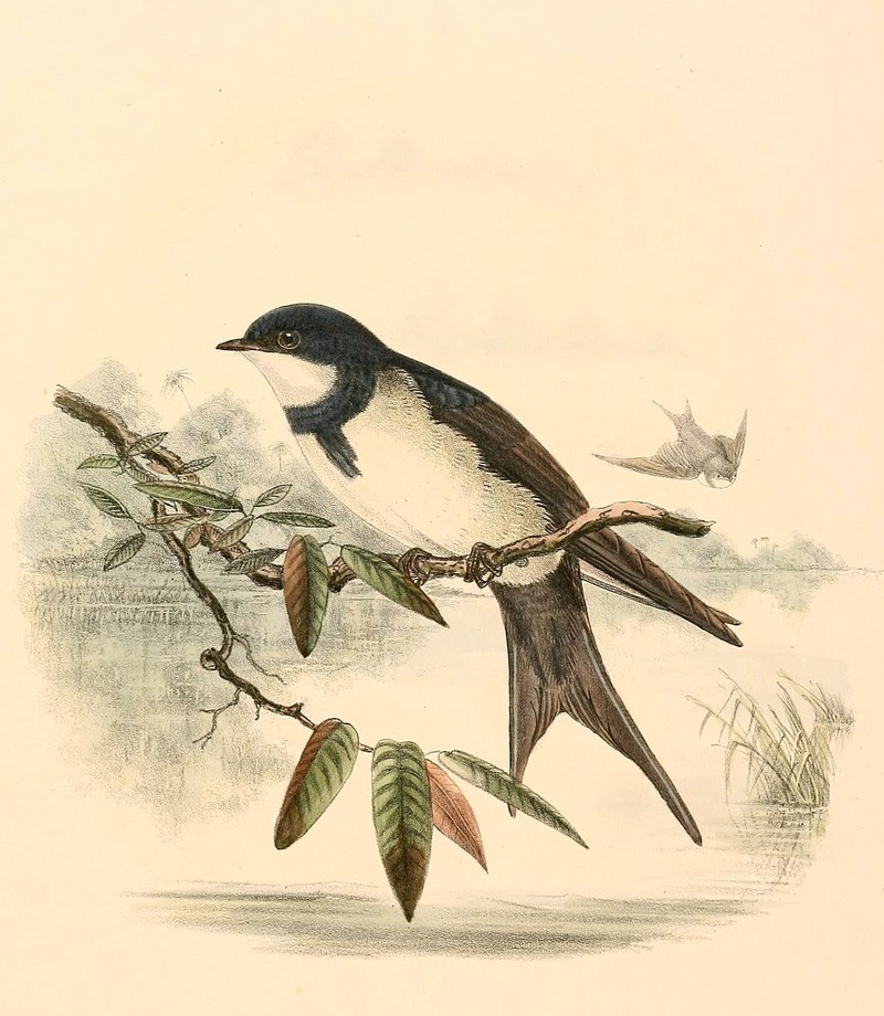 Atticora melanoleuca 1894 - black-collared swallow (Pygochelidon melanoleuca).jpg