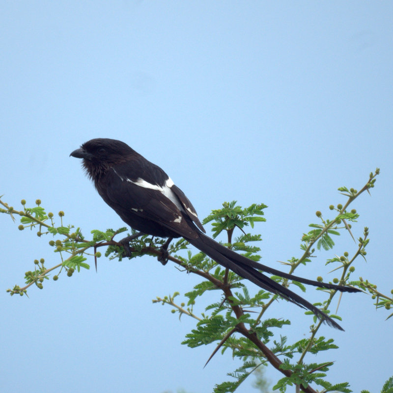 Urolestes melanoleucus -Limpopo, South Africa-8 - African long-tailed shrike, magpie shrike (Urolestes melanoleucus).jpg