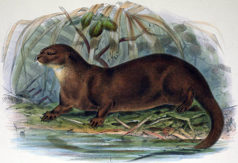 Lutra sumatrana - hairy-nosed otter (Lutra sumatrana).jpg