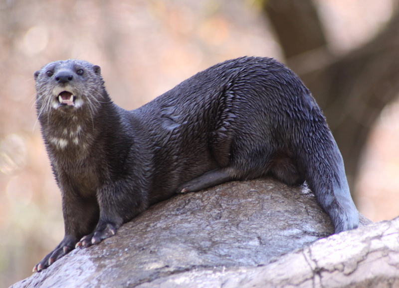 Spotted-necked otter 1 - spotted-necked otter, speckle-throated otter (Hydrictis maculicollis).jpg