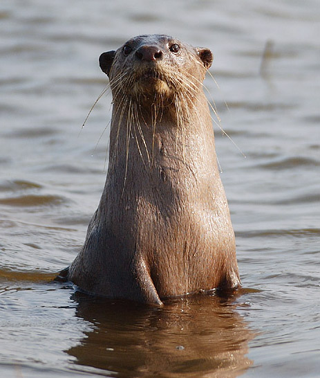 2006-kabini-otter - smooth-coated otter (Lutrogale perspicillata).jpg