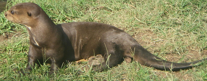 Giantotter - giant river otter (Pteronura brasiliensis).jpg