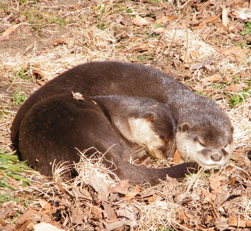 Aonyx cinerea - Small-clawed otters - Stierch - oriental small-clawed otter (Aonyx cinerea syn. Amblonyx cinereus).jpg