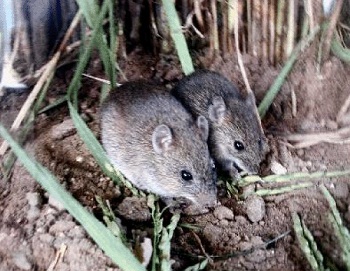 Zygodontomys brevicauda - short-tailed cane mouse (Zygodontomys brevicauda).jpg