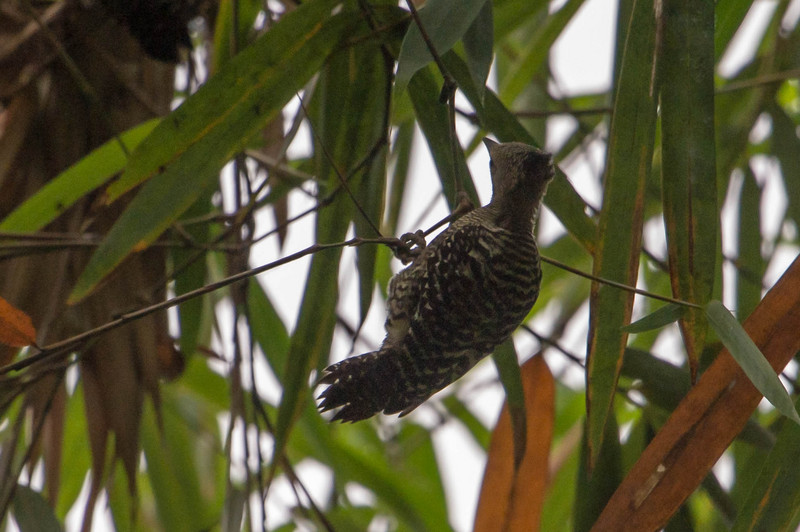 Buff-rumped Woodpecker - buff-rumped woodpecker (Meiglyptes grammithorax).jpg