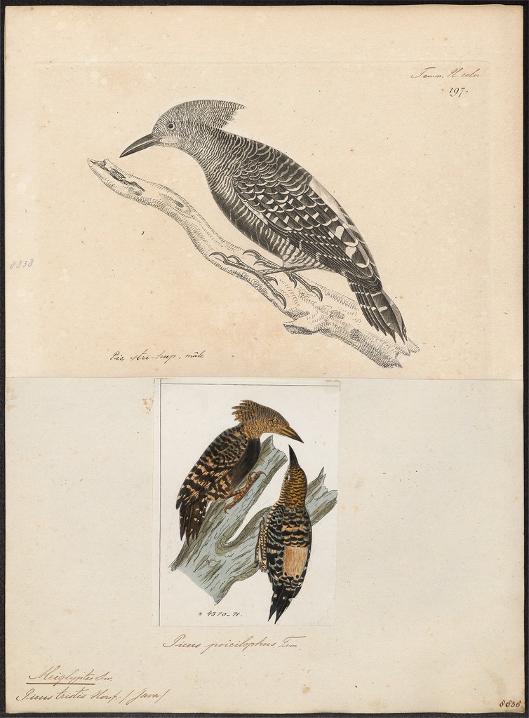 Meiglyptes tristis - 1700-1880 - Print - Iconographia Zoologica - Special Collections University of Amsterdam - UBA01 IZ18700241.tif.jpg
