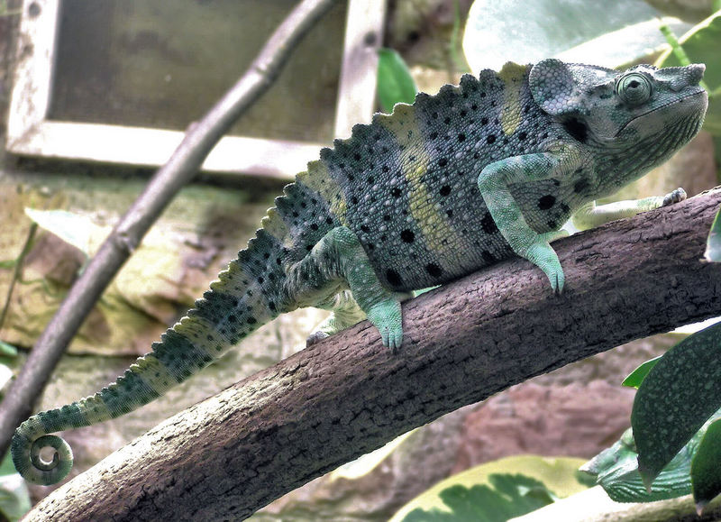 Mellers.chameleon.bristol.zoo.arp - Meller's chameleon, giant one-horned chameleon (Trioceros melleri).jpg