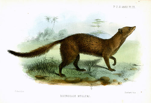Smit.m.rhinogale.melleri - Meller's mongoose (Rhynchogale melleri).jpg