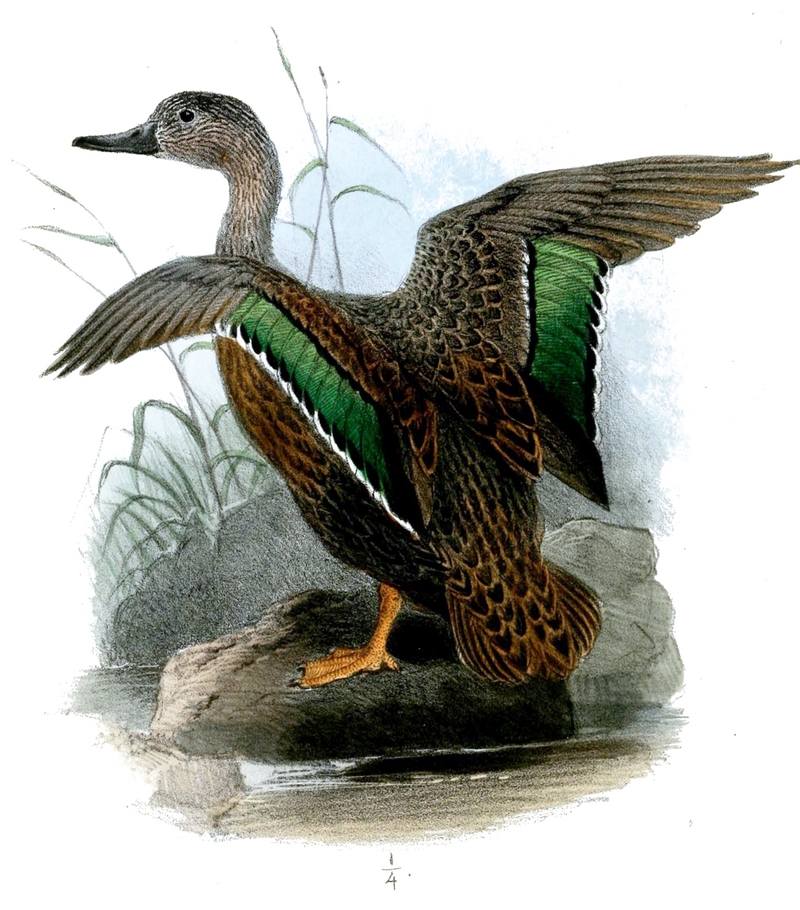 AnasMelleriWolf - Meller's duck (Anas melleri).jpg