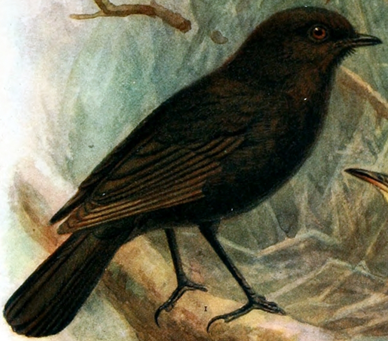 Petroica traversi crop - black robin, Chatham Island robin (Petroica traversi).png