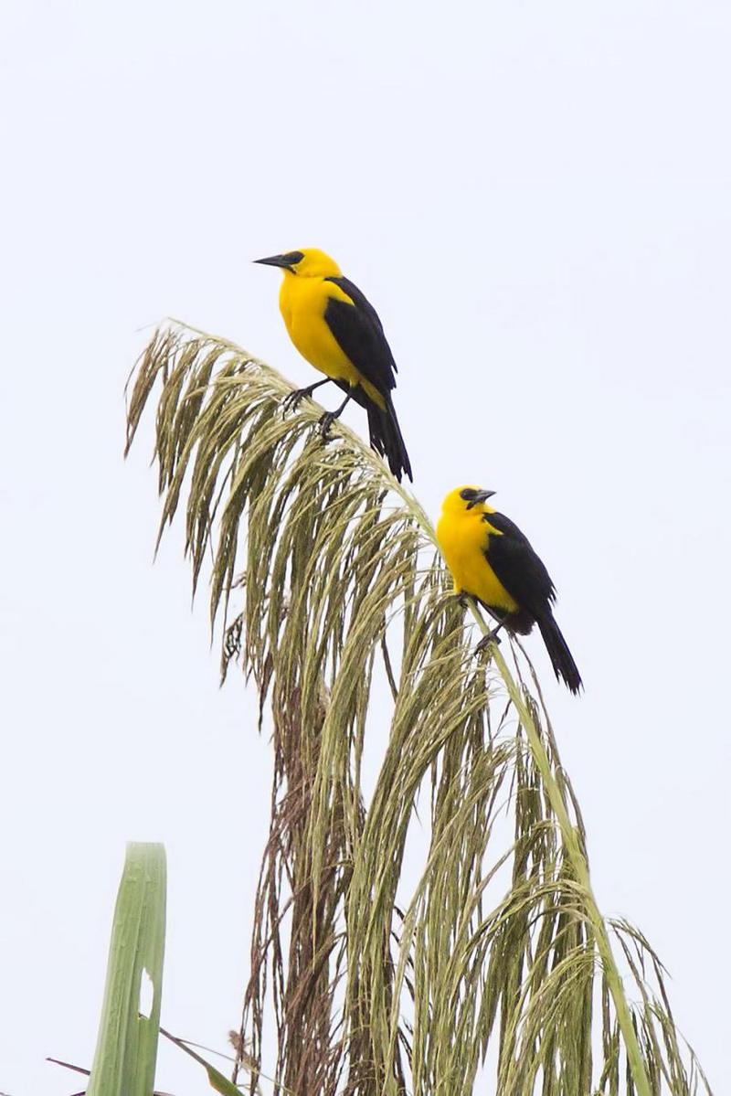 Gymnomystax mexicanus -Peru -two-8 - oriole blackbird (Gymnomystax mexicanus).jpg