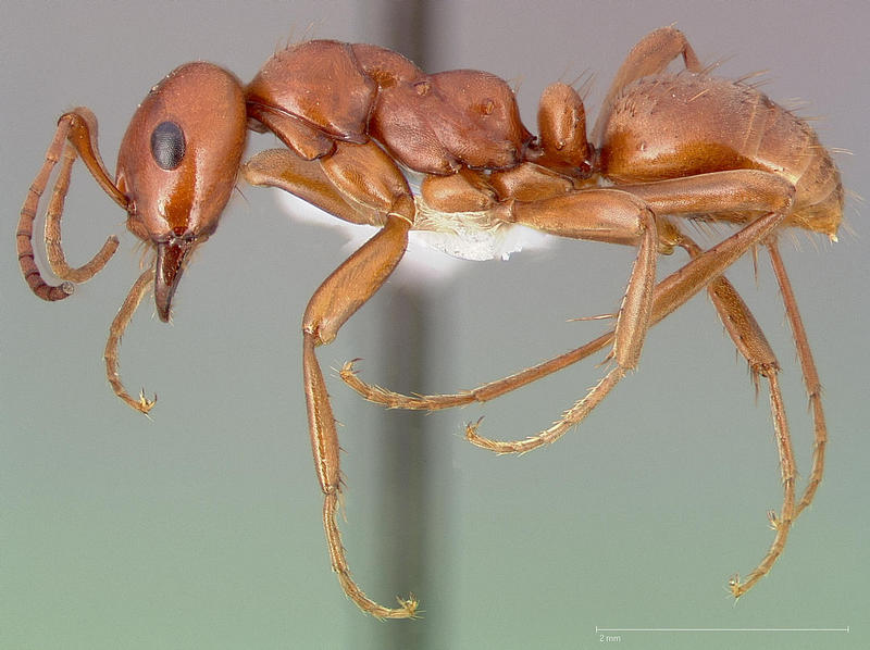 Polyergus breviceps casent0005397 profile 1 - Polyergus mexicanus (Western Amazon ant).jpg