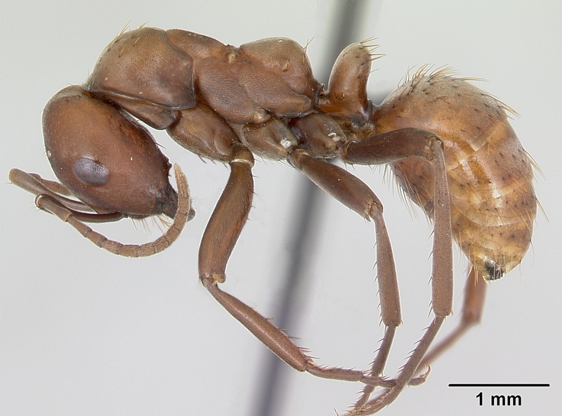 Polyergus rufescens casent0173859 profile 1 - Polyergus rufescens (European Amazon ant).jpg