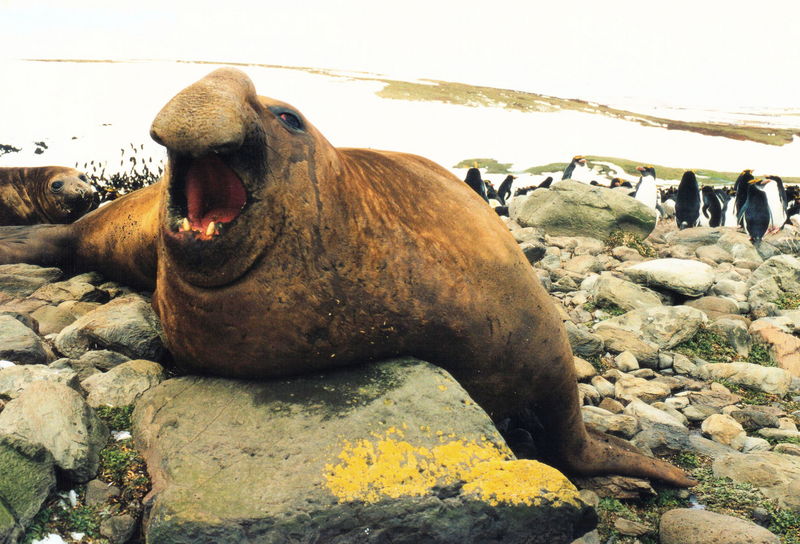Mirounga leonina male - southern elephant seal (Mirounga leonina).JPG