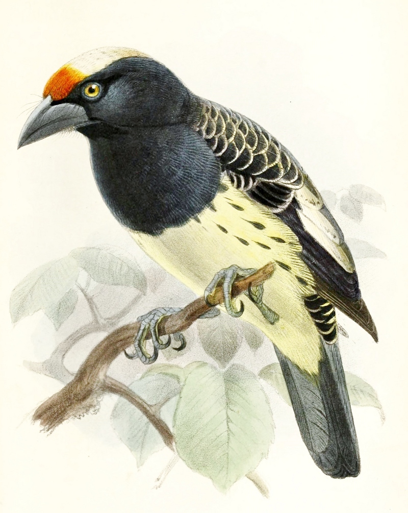 Capitosquamatus - orange-fronted barbet (Capito squamatus).JPG