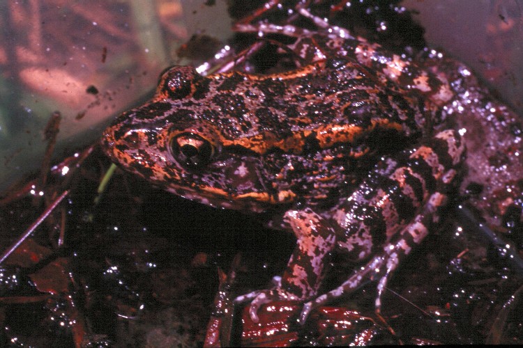 Rana capito - gopher frog (Lithobates capito).jpg