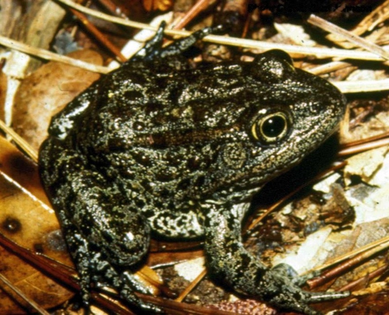 Mississippi gopher frog - Mississippi gopher frog, dusky gopher frog (Lithobates sevosus).jpg
