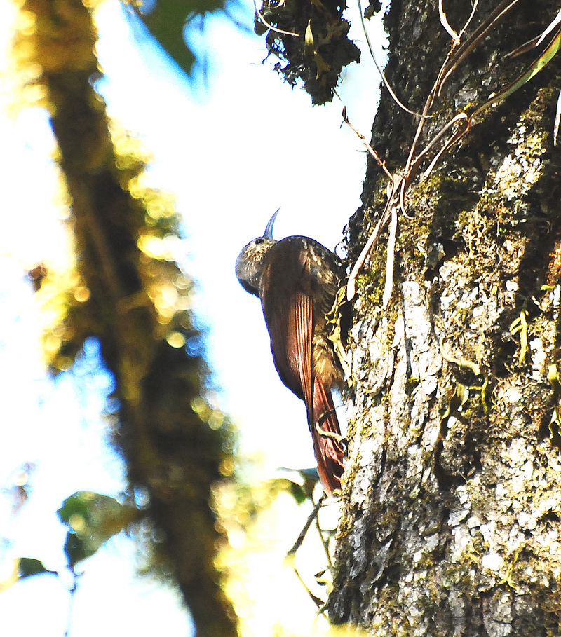 Spot-crowned Woodcreeper - spot-crowned woodcreeper (Lepidocolaptes affinis).jpg