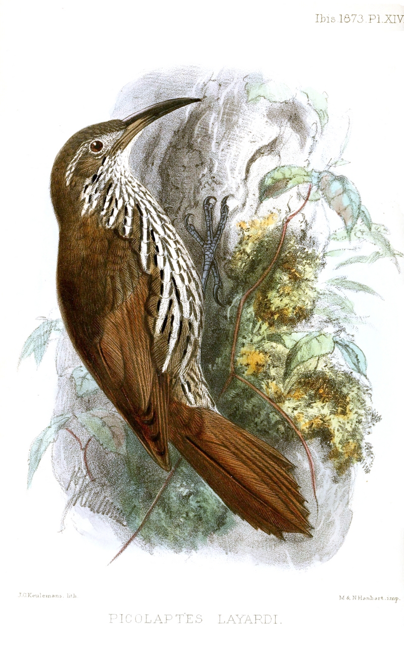 PicolaptesLayardiKeulemans - Guianan woodcreeper (Lepidocolaptes albolineatus).jpg