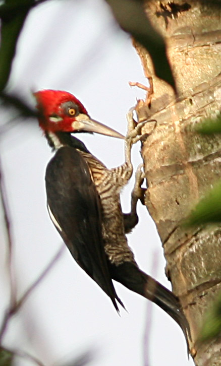 Crimson-crestewoodpecker - crimson-crested woodpecker (Campephilus melanoleucos).jpg