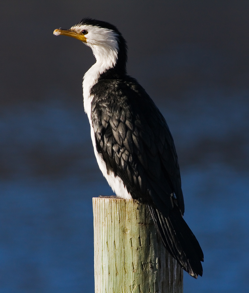 Microcarbo melanoleucos Austins Ferry - little pied cormorant, little shag, kawaupaka (Microcarbo melanoleucos).jpg