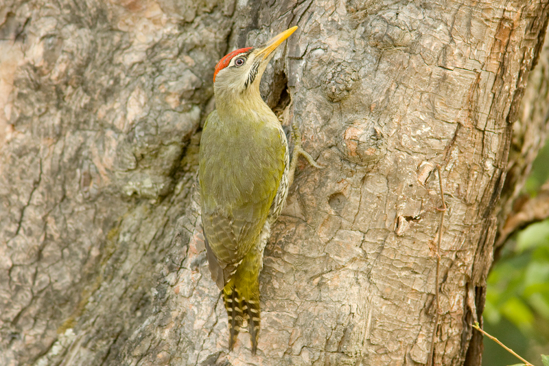 Scaly-bellied Woodpecker - scaly-bellied woodpecker (Picus squamatus).jpg