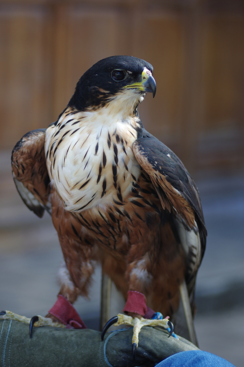 Rufous-bellied-hawk-eagle2 - rufous-bellied hawk-eagle (Lophotriorchis kienerii).JPG