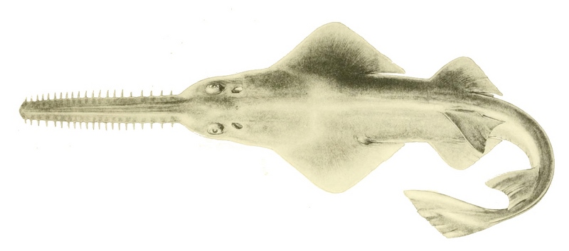 Pristis clavata 2 - dwarf sawfish, Queensland sawfish (Pristis clavata).jpg