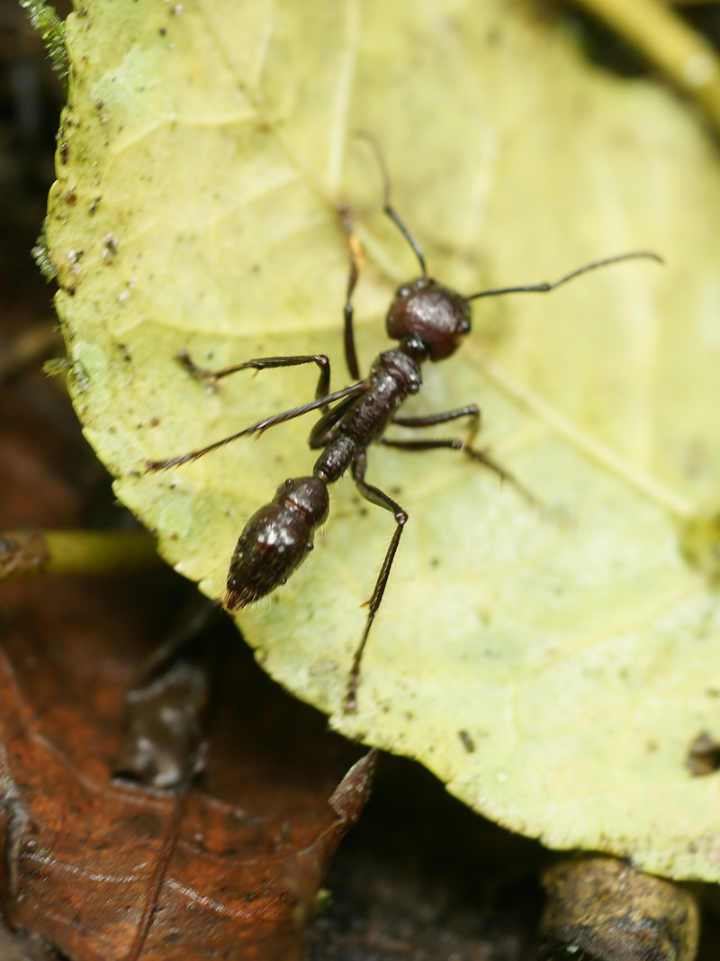 Paraponera clavata - bullet ant (Paraponera clavata).jpg
