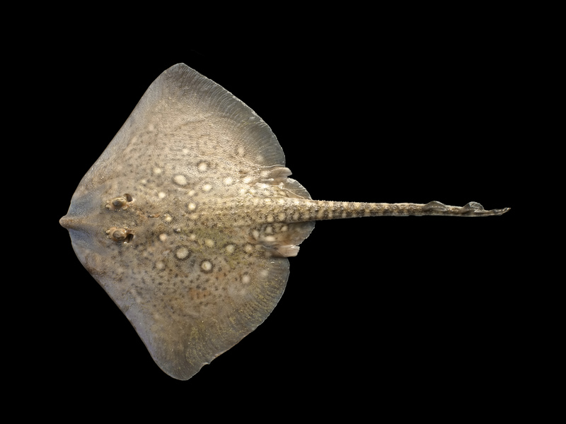 Raja clavata (juv) - thornback ray, thornback skate (Raja clavata).jpg