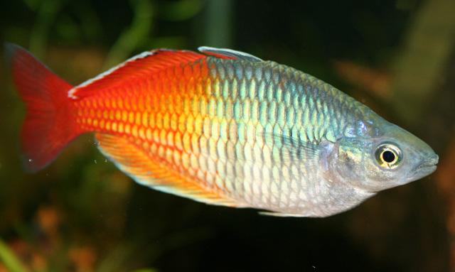 Red m boesemani - Boeseman's rainbowfish (Melanotaenia boesemani).jpg