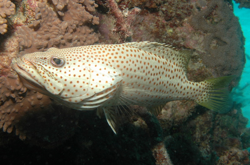 Anyperodon leucogrammicus - slender grouper (Anyperodon leucogrammicus).jpg
