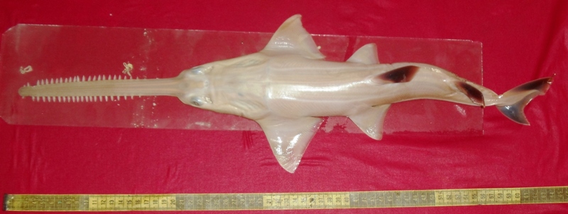 Anoxypristis cuspidata pakistan dorsal - knifetooth sawfish, pointed sawfish, narrow sawfish (Anoxypristis cuspidata).jpg