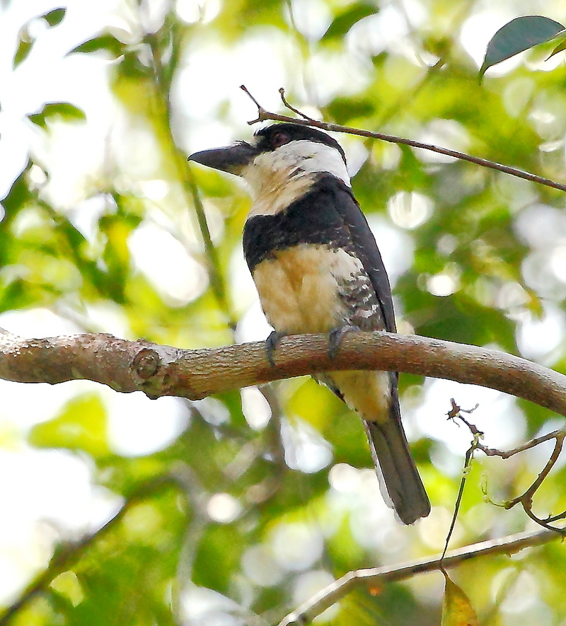 Notharchus macrorhynchos - Guianan Puffbird - Guianan puffbird (Notharchus macrorhynchos).JPG