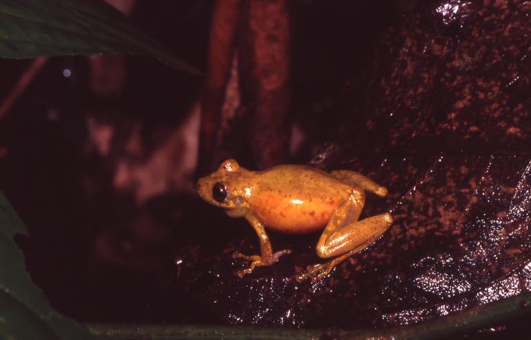 Scinax cruentommus - Scinax cruentommus (Manaus snouted treefrog).jpg